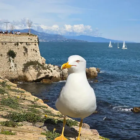 Devant La Антиб